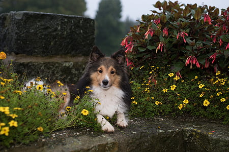 black and white Shetland sheepdog prone lying beside flower plants at daytime thumbnail
