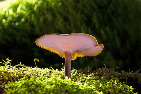 shallow focus photography of white and brown mushroom thumbnail