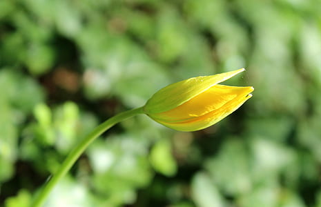 close view of about to bloom flower thumbnail