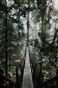 hanging bridge surrounded by tall trees at daytime thumbnail