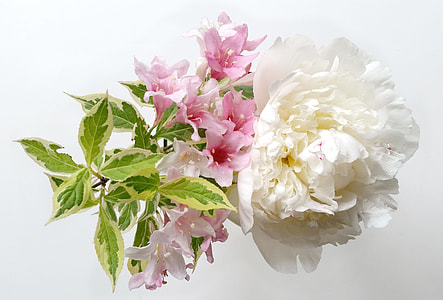 pink and white petaled flowers thumbnail