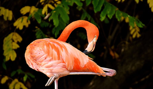 flamingo bird in close-up photo thumbnail