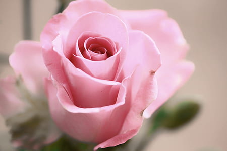 shallow focus photography of pink rose thumbnail