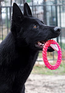 black Labrador holding collar on mouth thumbnail