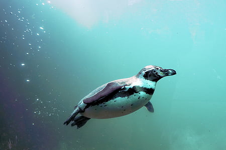white and black penguin swimming under water thumbnail