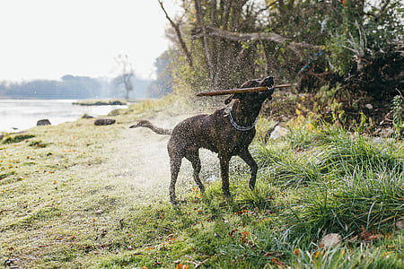 chocolate Labrador retriever shaking it's body while biting a stick with it's mouth near body of water thumbnail