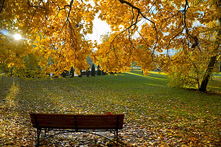brown bench under trees thumbnail