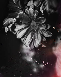Black Petal Flower thumbnail