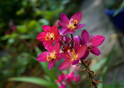 pink petaled flowers on focus photo thumbnail