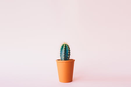 green cactus in orange plastic flower pot thumbnail