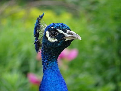 nature, bird, flowers, blue thumbnail