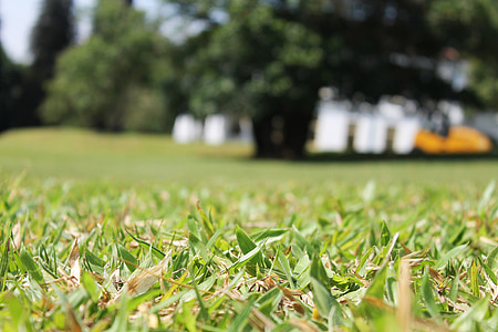 green grass field thumbnail