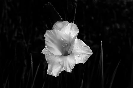 white lily flower grayscale photo thumbnail