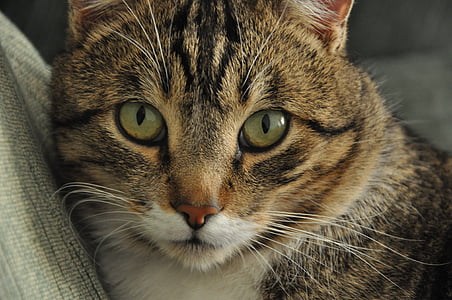 brown and white cat thumbnail