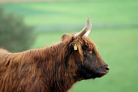brown yak on green field thumbnail