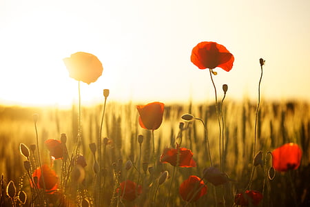 close up photo of red petaled flowers during sunset thumbnail