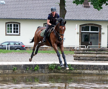 Horse, Versatility thumbnail