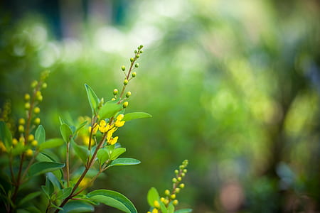 closeup photo of green plant thumbnail