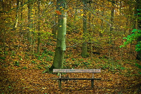 brown wooden bench surrounded by trees 4 thumbnail