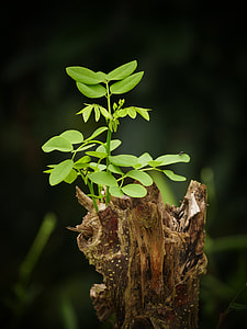 green leafed plant photography thumbnail
