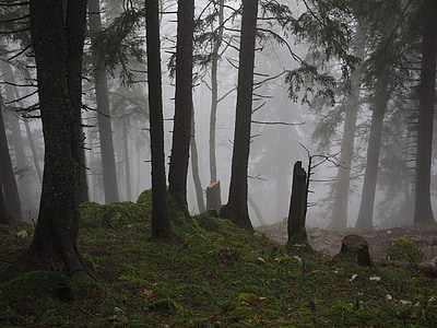 green trees during foggy weather thumbnail