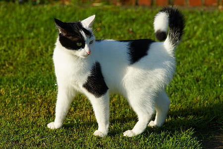 white and black cat standing on green grass thumbnail