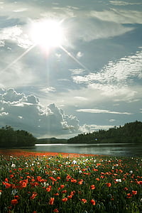 red and white poppy flower field beside river near woods under white clouds blue skies daytime thumbnail