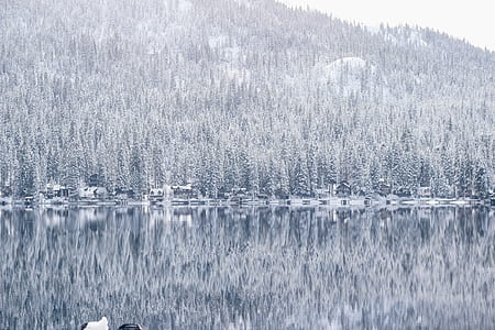 river between pine trees thumbnail