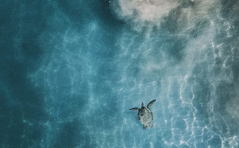 tortoise on body of water thumbnail
