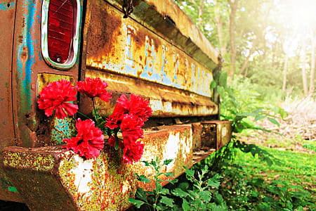 rusty brown vehicle surrounded by trees thumbnail