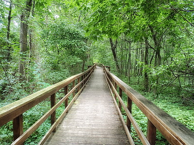 empty brown wooden pathway between green trees during daytime thumbnail