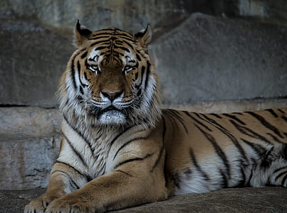 Bengal Tiger thumbnail