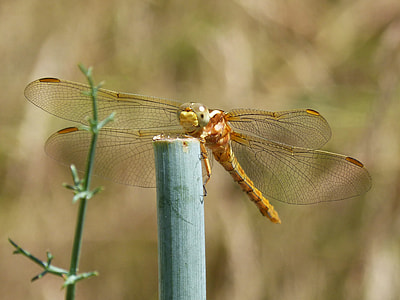 Dragonfly, Golden Dragonfly thumbnail