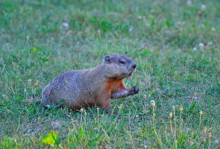 gray animal on grass thumbnail