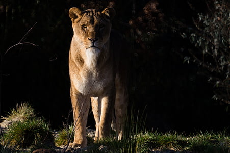 lioness standing on ground thumbnail