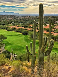 Saguaro cactus and Sonoran Desert with golf course greens and housing development near Tucson, Arizona. thumbnail