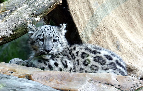 black and gray leopard sitting on stone thumbnail