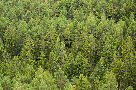 Green Green Forest Trees thumbnail
