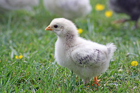 white chick on green grass at daytime thumbnail