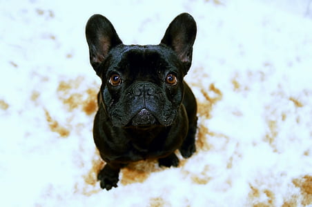 black French bulldog sitting on white cloth thumbnail