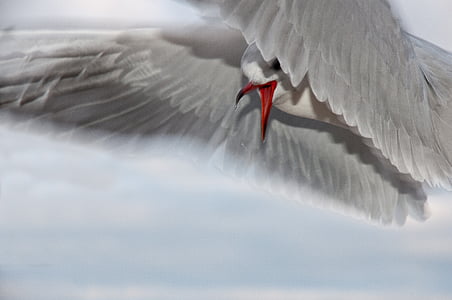 selective focus photography of white bird thumbnail
