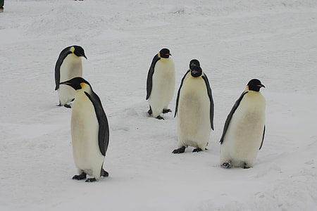 penguins standing on snow thumbnail