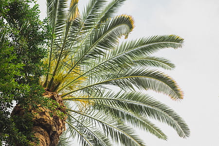 high angle photography of green coconut tree thumbnail