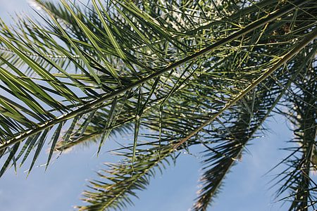 Green palm tree thumbnail