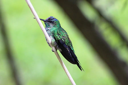 green humming bird closeup photo thumbnail