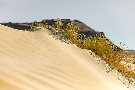 green grass in desert thumbnail