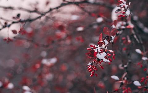 selective focus photography of red leafed tree thumbnail