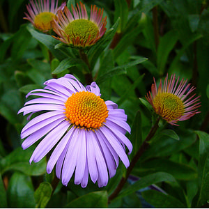 Aster Tongolensis, Michelmas Daisy thumbnail