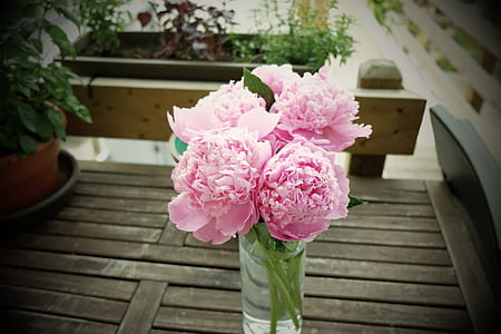 pink decorative flowers thumbnail