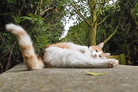 orange tabby cat lying on concrete surface near trees thumbnail